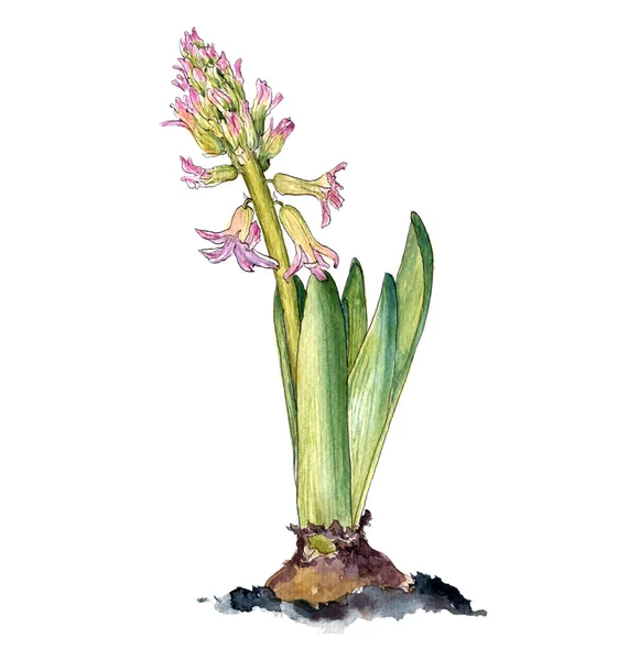Watercolor drawing hyacinth flower — Stock Photo, Image