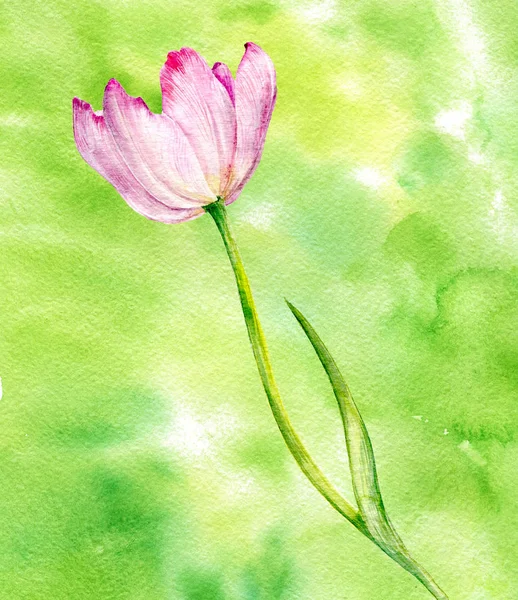 Acuarela dibujo tulipán rosa —  Fotos de Stock