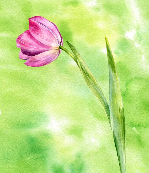 watercolor drawing pink tulip