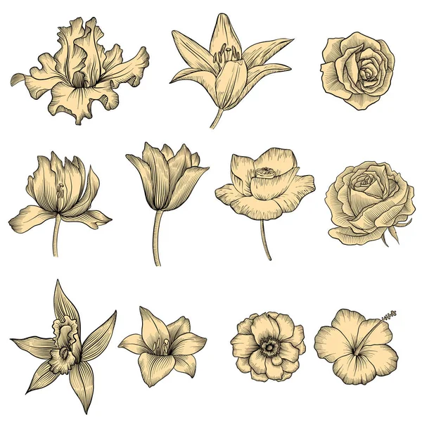 Bloemen, vintage vector floral set — Stockvector