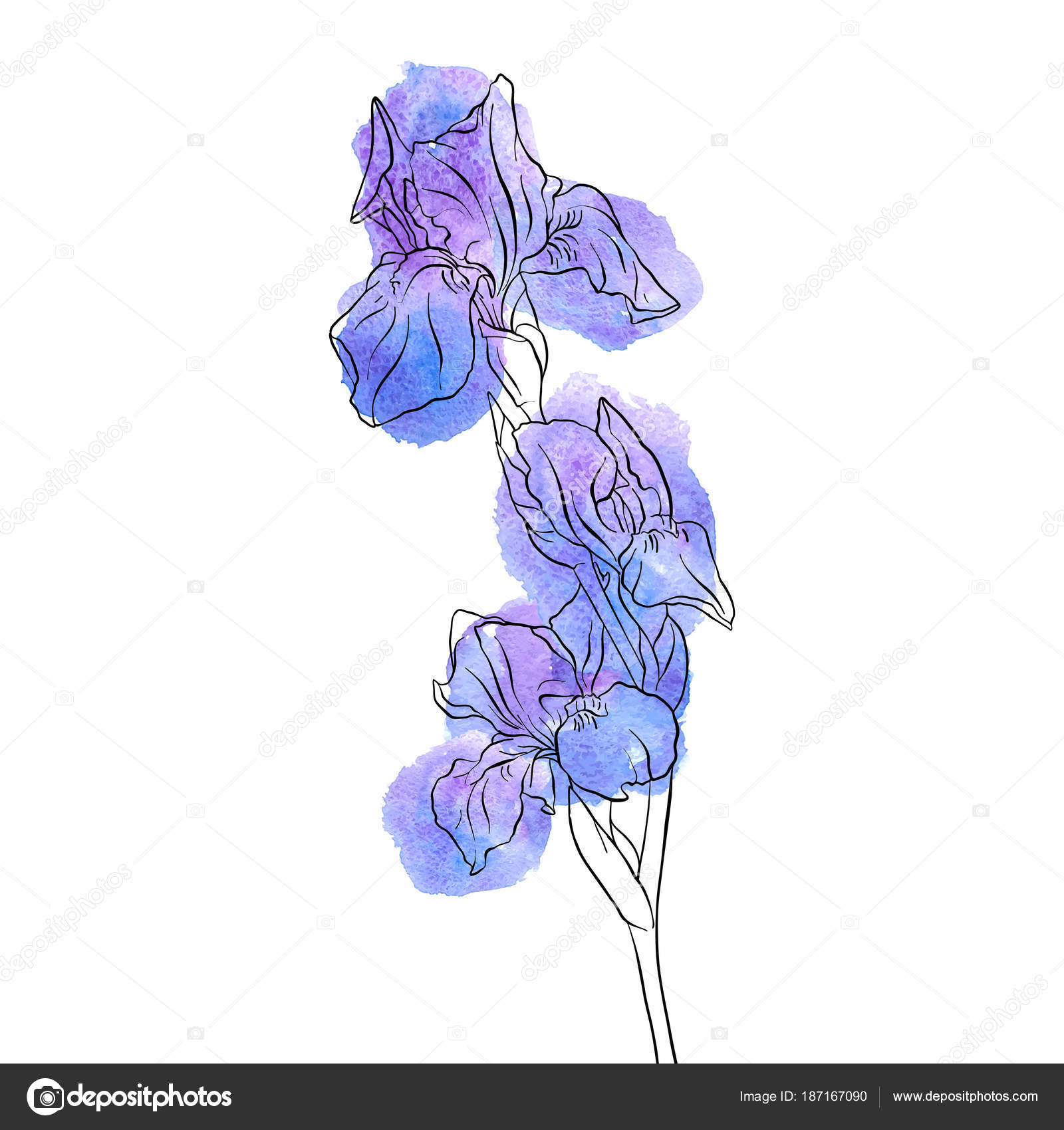 Wektor Rysunek Kwiat Iris Grafika Wektorowa