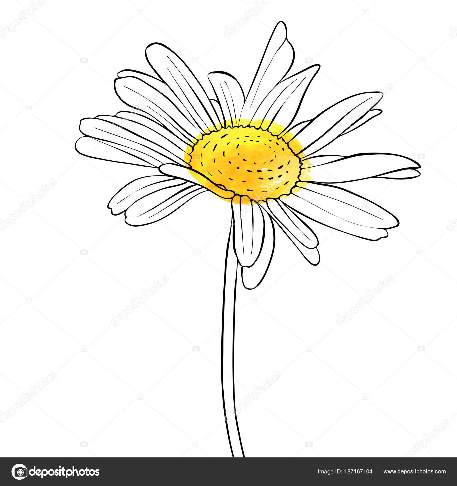 Hot Daisy