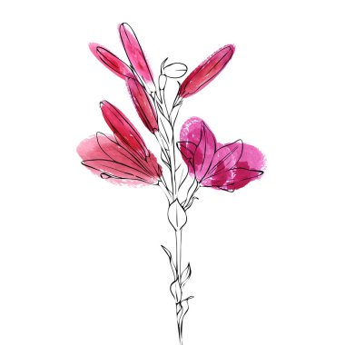 lily vektör çizim çiçek