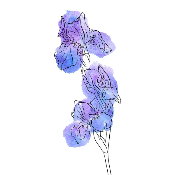 Wektor rysunek kwiat Iris — Wektor stockowy