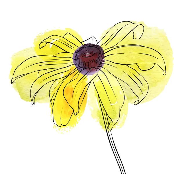 Vektor menggambar bunga rudbeckia - Stok Vektor