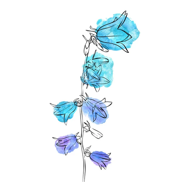 Vektör çizim çan çiçeği — Stok Vektör
