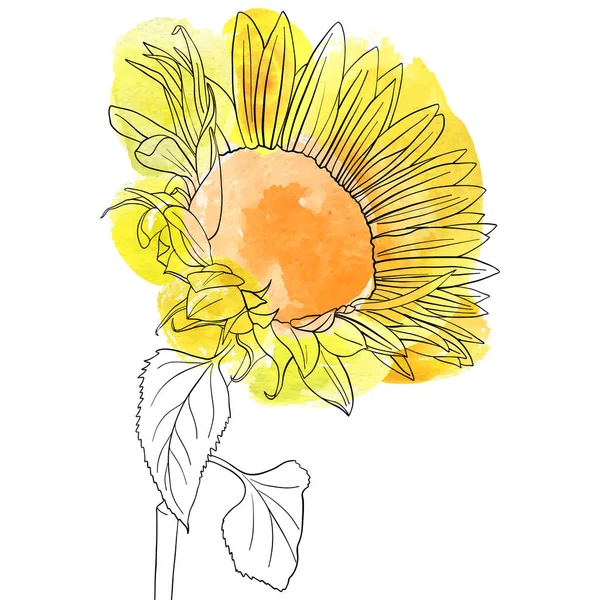 Vektor Zeichnung Sonnenblume — Stockvektor