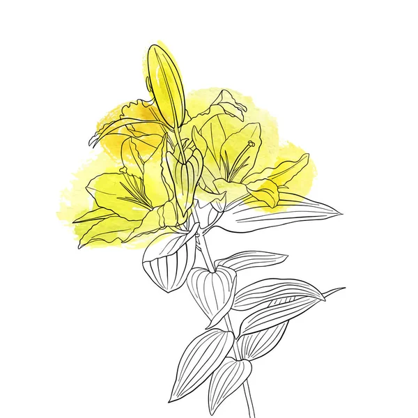 Vektor ritning blomman av liljan — Stock vektor