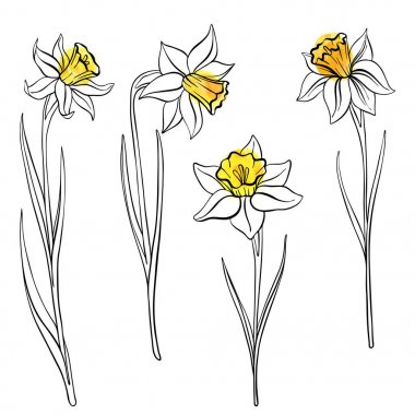vektör çizim çiçek anrcissus