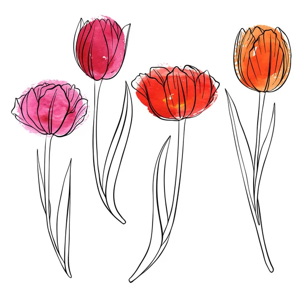Dessin vectoriel fleurs de tulipe — Image vectorielle
