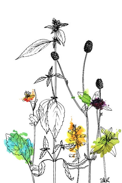 Fundo com o desenho de ervas e flores — Vetor de Stock