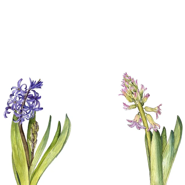 Sulu Boya çizim sümbül çiçek — Stok fotoğraf
