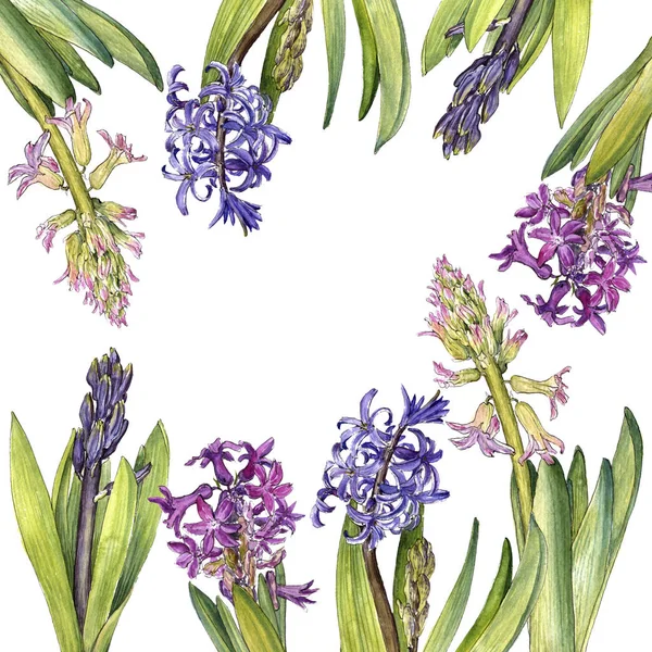 Акварельний малюнок квітки гіацинта — стокове фото