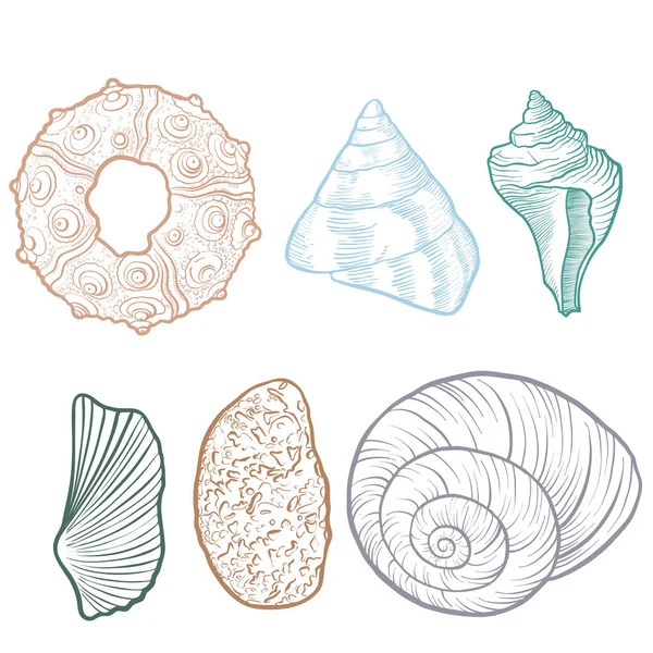 Hand drawn vector seashells — Stock Vector