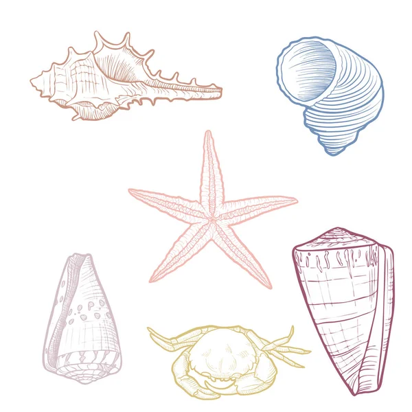 Hand drawn vector seashells — Stock Vector