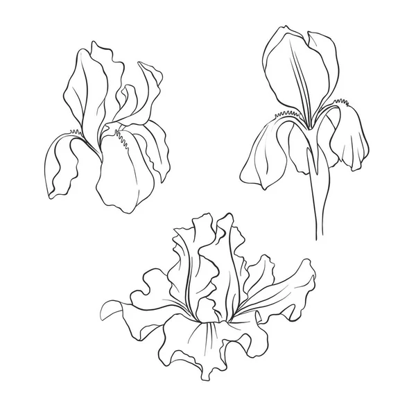 Blumen, Vektor Blumenset — Stockvektor