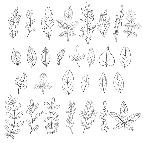 Leaves, vintage vector floral set — Stock Vector