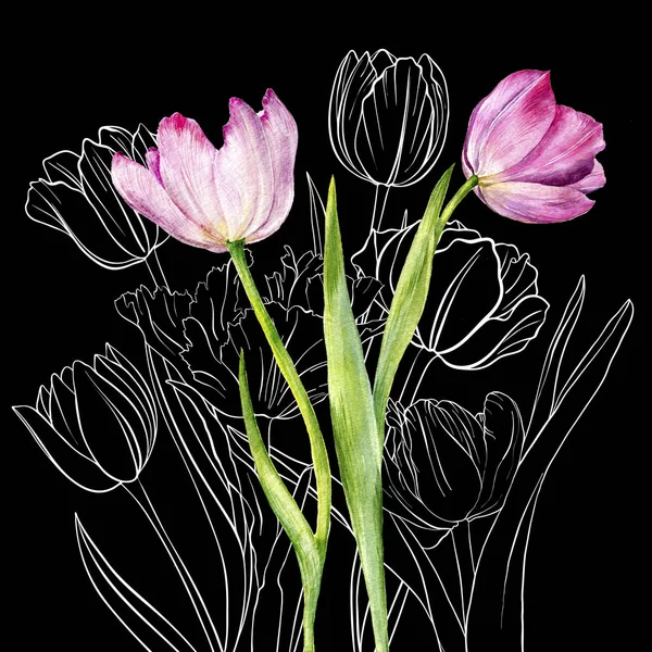 drawing flowers of tulip