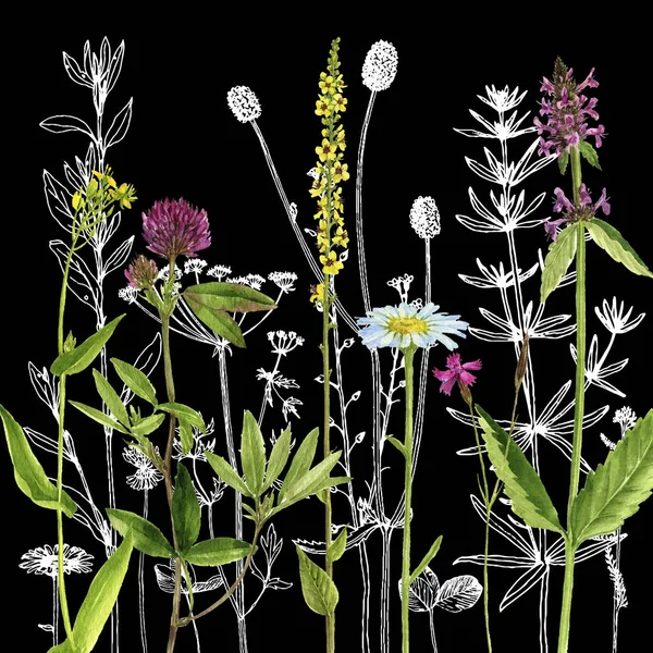 Háttér, rajz, gyógynövények és virágok — Stock Fotó