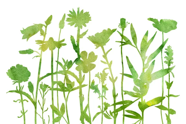 Акварель фон с рисунком трав и цветов — стоковое фото