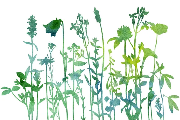 Tle akwarela z rysunku zioła i kwiaty — Zdjęcie stockowe