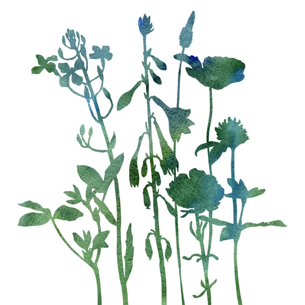 Sfondo acquerello con disegno di erbe e fiori — Foto Stock