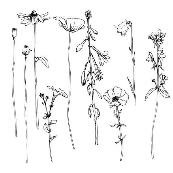 Zestaw farb rysunek zioła i kwiaty — Wektor stockowy