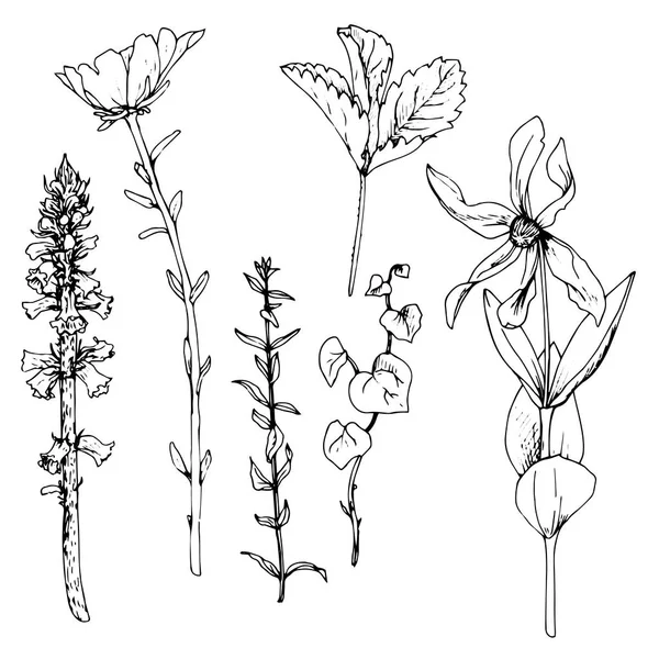 ハーブと花を描くインクのセット — ストックベクタ