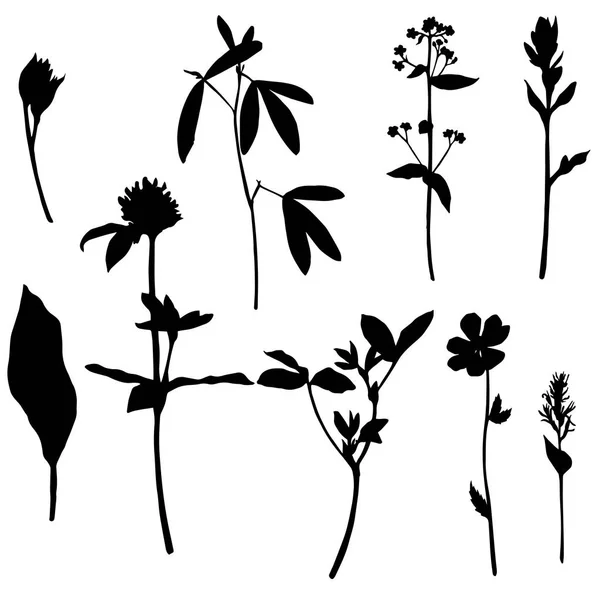 Conjunto de siluetas de hierbas y flores — Vector de stock