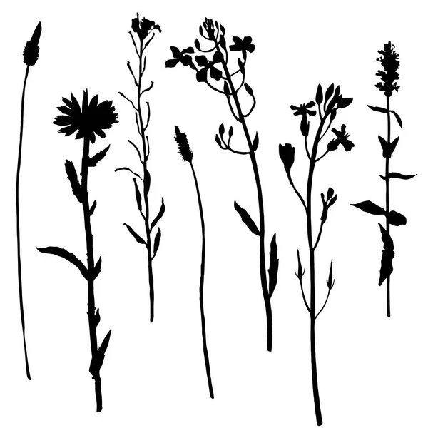 Ensemble de silhouettes d'herbes et de fleurs — Image vectorielle