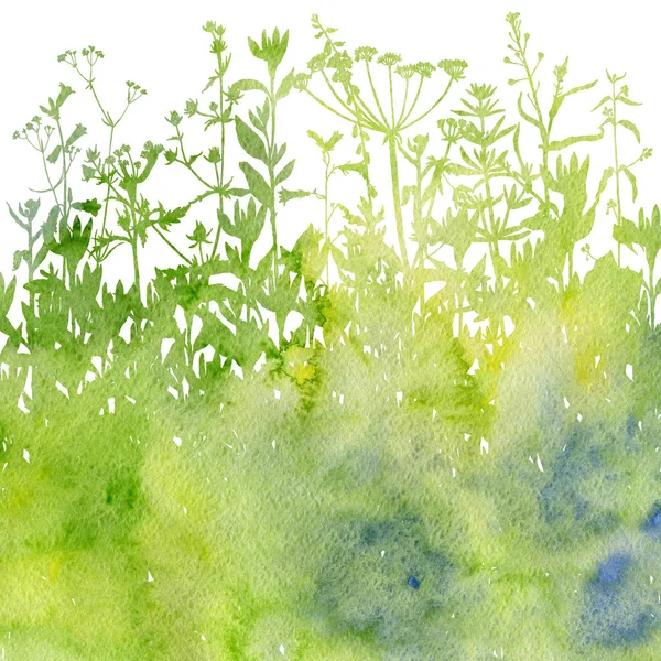 Sfondo acquerello con disegno di erbe e fiori — Foto Stock