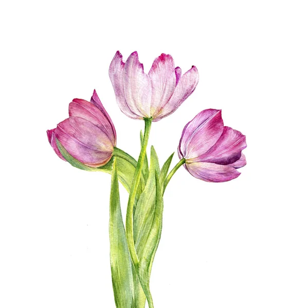 Aquarelle dessin tulipes roses — Photo