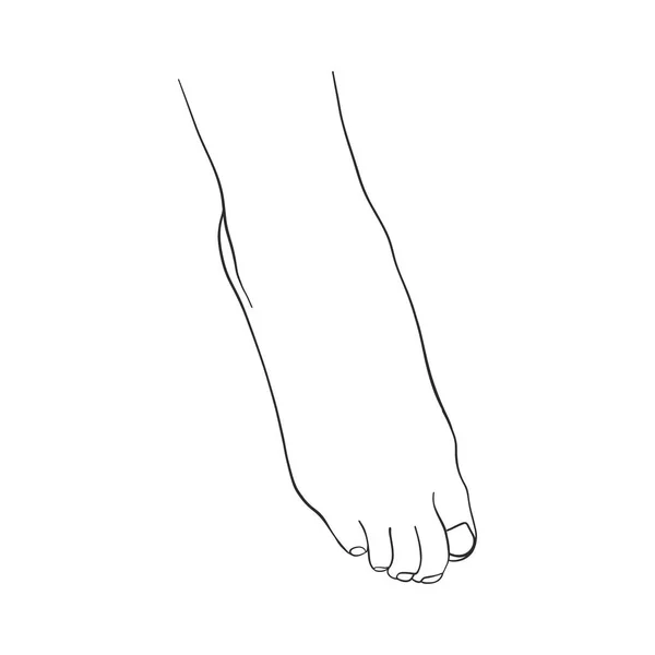 手描きの女性足 — ストックベクタ