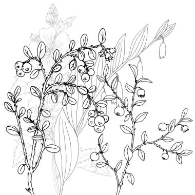 vektör çizim otlar