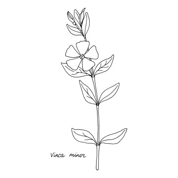 ツルニチニチソウの植物を描画インク — ストックベクタ
