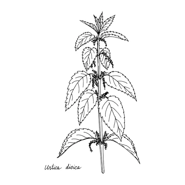 Tuschezeichnung Pflanze der Brennnessel — Stockvektor