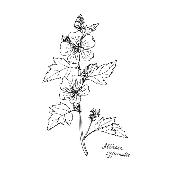 Blæk tegning plante af Altay – Stock-vektor
