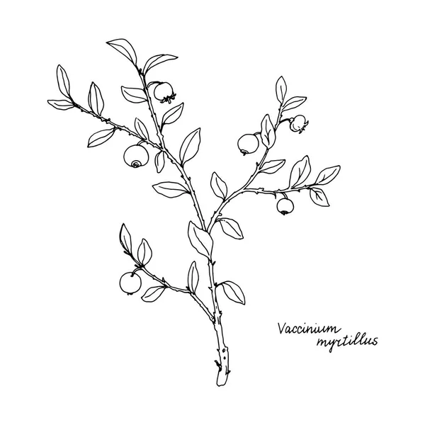 Planta de dibujo de tinta de arándanos — Vector de stock