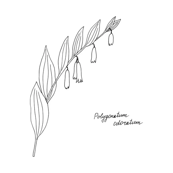 Rukopis kreslení rostlin Solomon těsnění — Stockový vektor