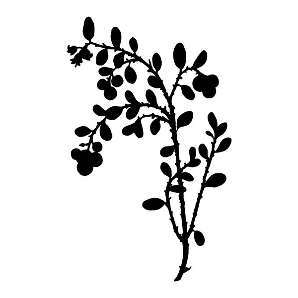 Silhouette di pianta di cowberry — Vettoriale Stock