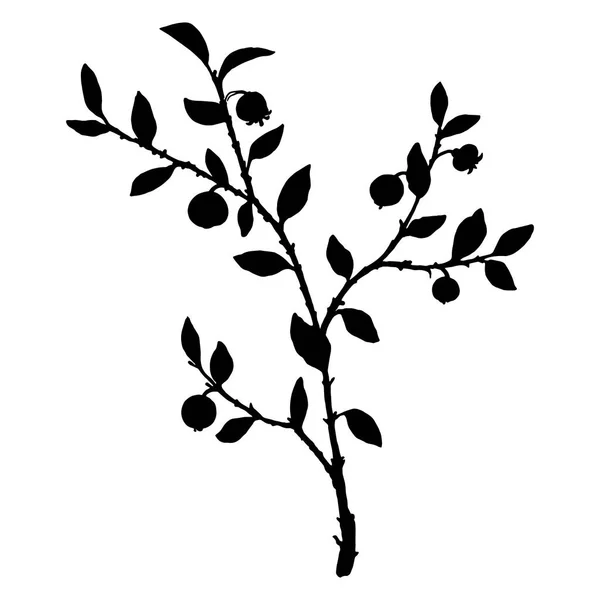 Silueta borůvkový rostliny — Stockový vektor