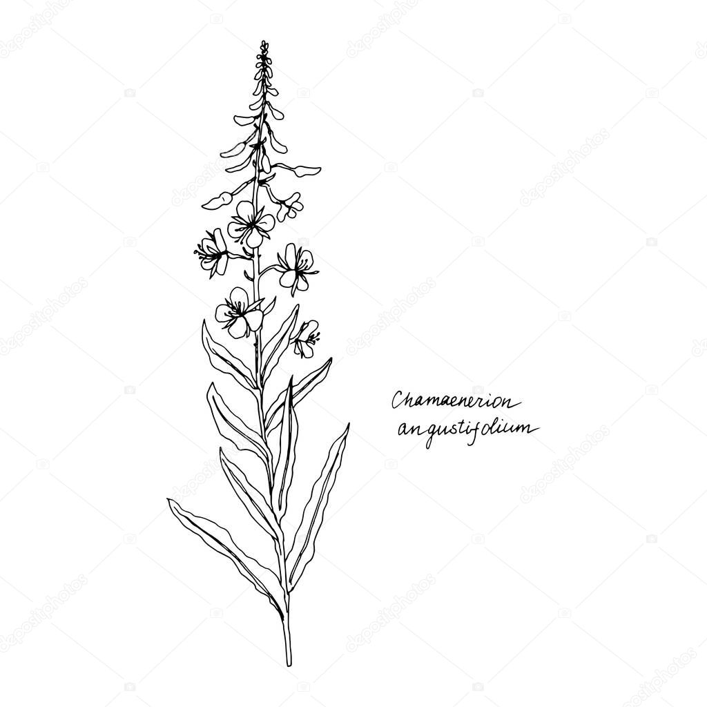 Ink drawing plant of willow herb