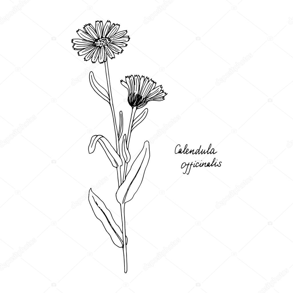 Ink drawing plant of calendula