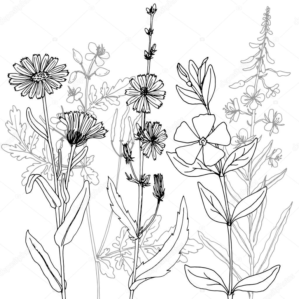 vector drawing herbs