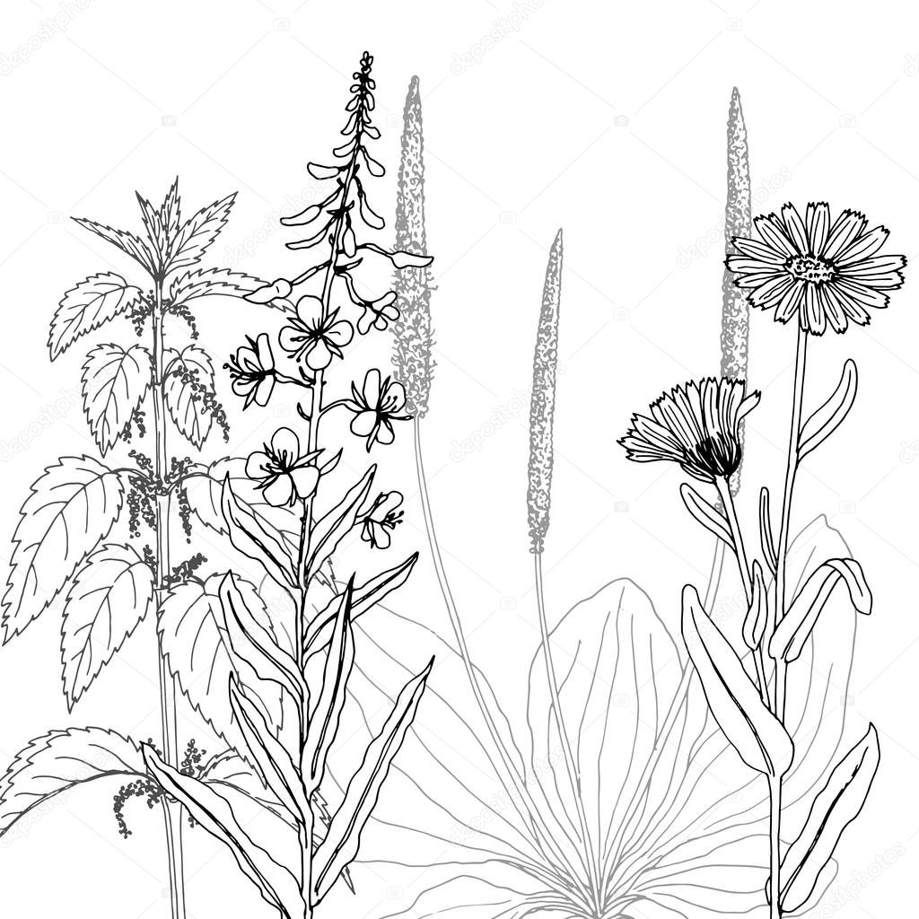 vector drawing herbs