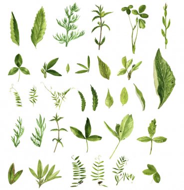 suluboya yaprak seti