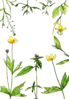Sulu Boya çizim çiçek ve bitki