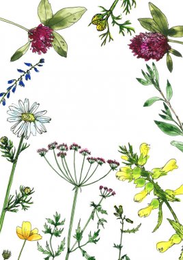 Sulu Boya çizim çiçek ve bitki