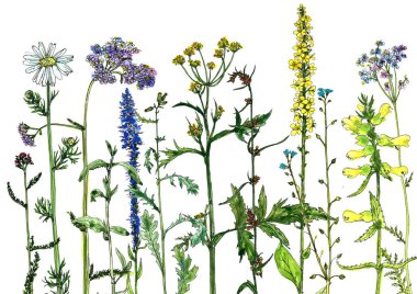 Sulu Boya çizim çiçek ve bitki