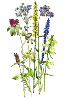 Sulu Boya çizim çiçek ve bitki